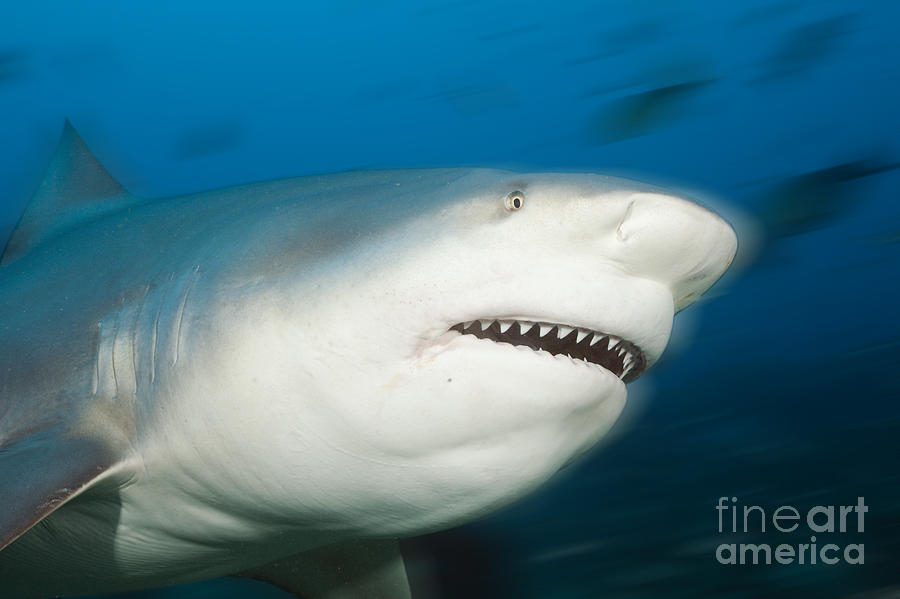 Bull Shark Photograph by Reinhard Dirscherl