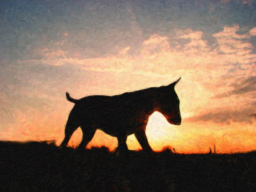 Sunset Painting - Bull Terrier at Sunset by Michael Tompsett