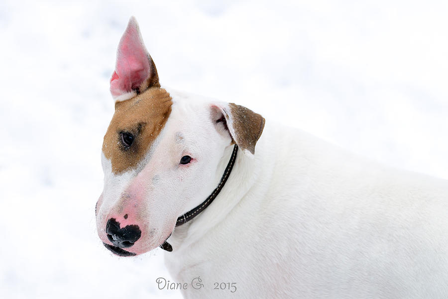 Bull Terrier Photograph by Diane Giurco