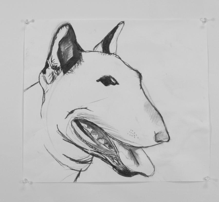Dog Drawing - Bull Terrier by Emory Goins