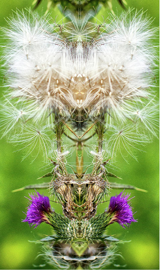 Bull Thistle 2 Pareidolia Photograph by Constantine Gregory