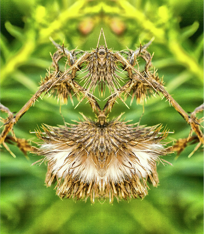 Bull Thistle 3 Pareidolia Photograph by Constantine Gregory