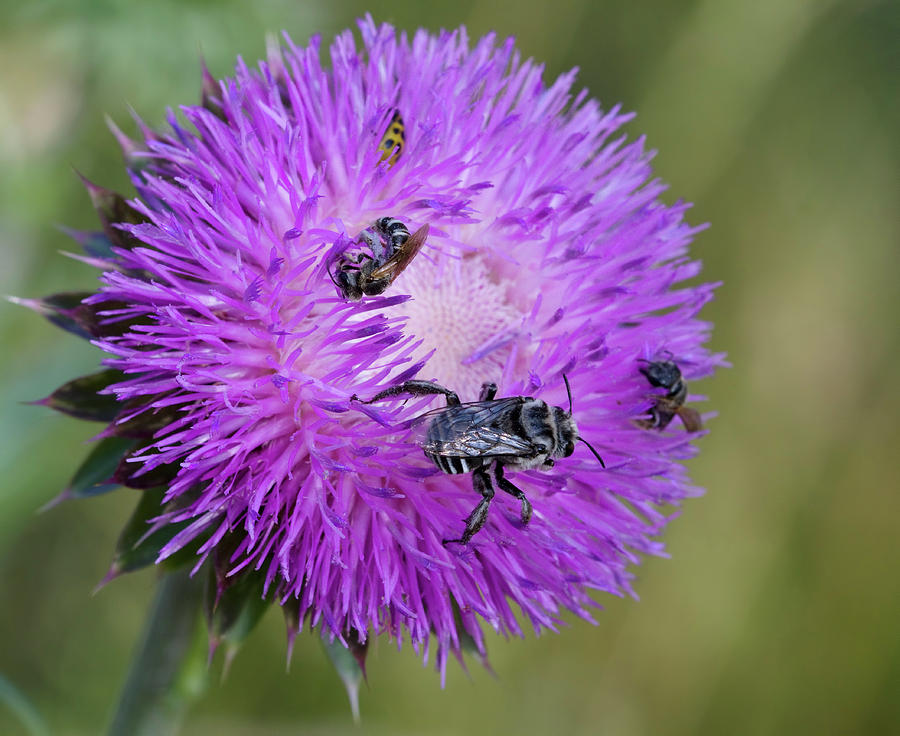 Bull Thistle and Bees  Photograph by Kathy Clark