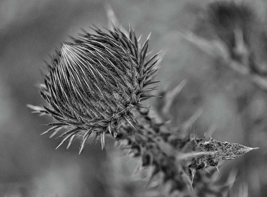Bull Thistle BW Photograph by Rick Mosher