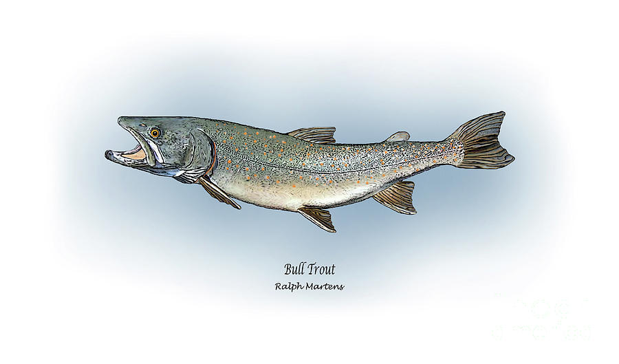 Bull Trout Painting by Ralph Martens - Fine Art America