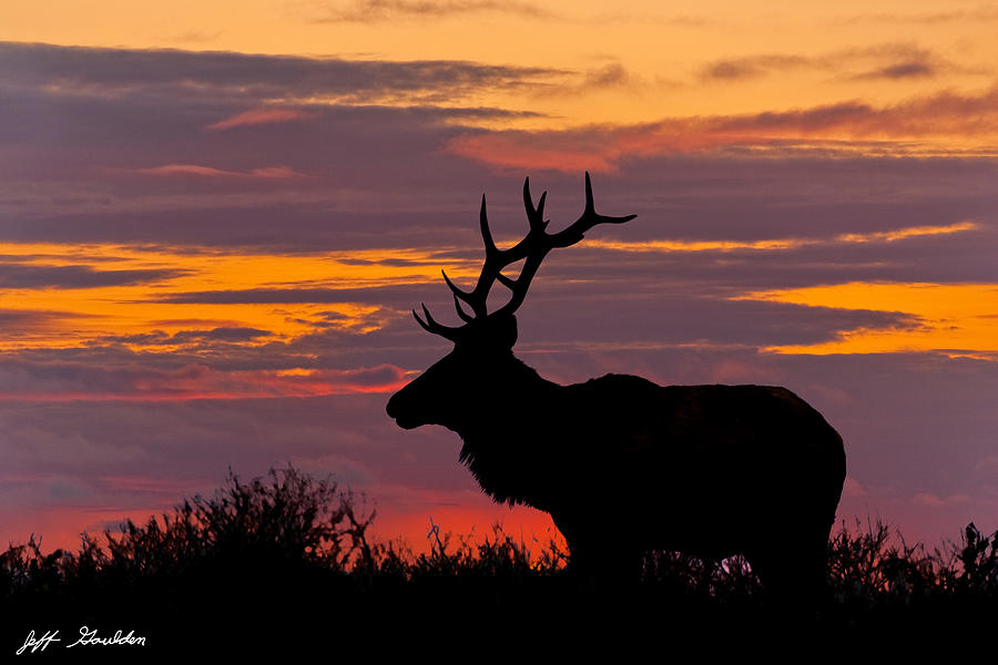 Bull Tule Elk Silhouetted at Sunset Photograph by Jeff Goulden