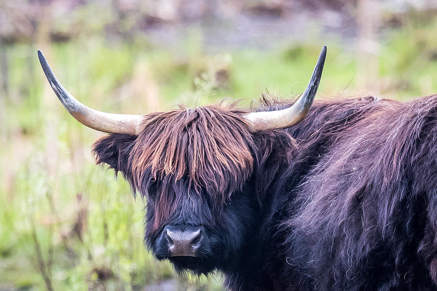 Bull with bad hair Photograph by Paul Freidlund
