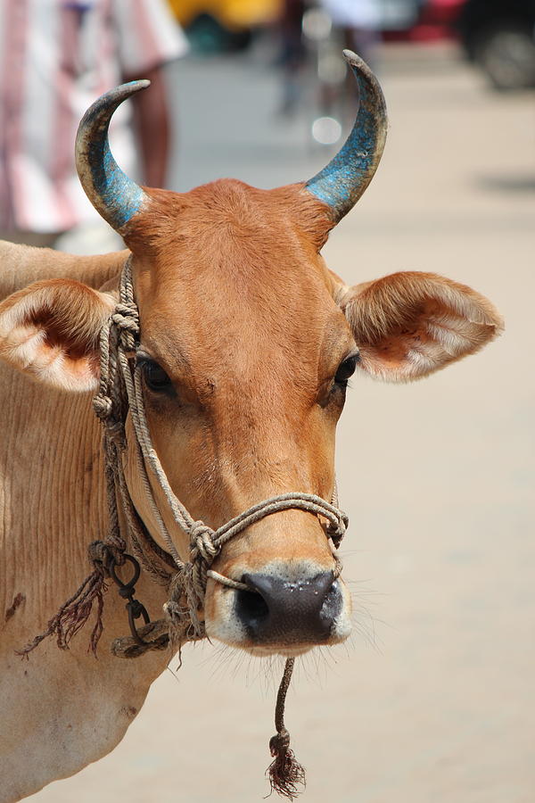 Bull with Blue Horns, Lakshmi, Tiruvannamalai Photograph by Jennifer Mazzucco