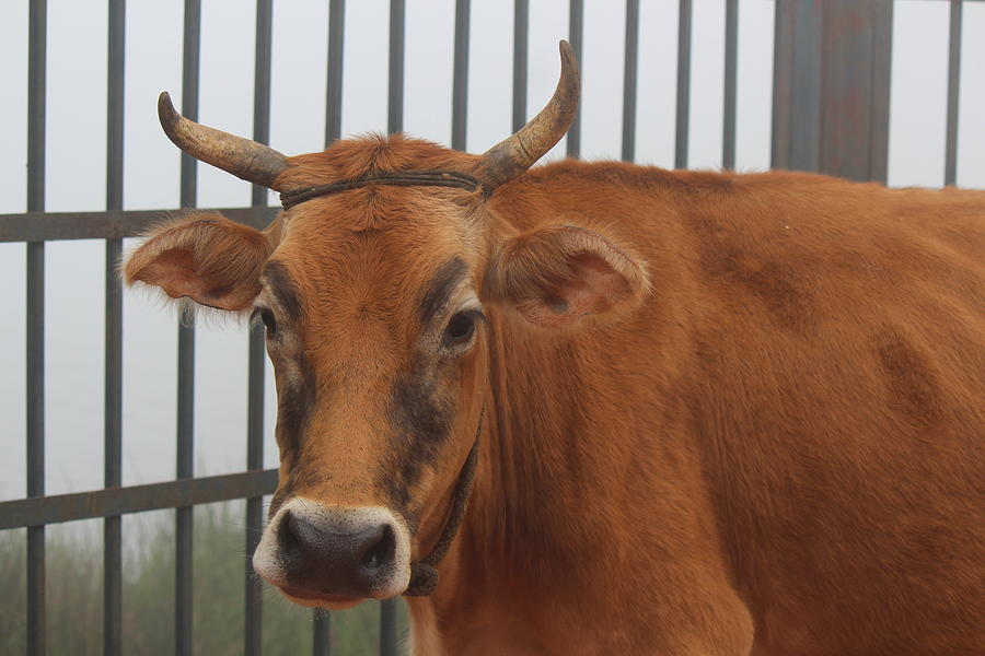 Bull with Eyebrows, Kodaikanal Photograph by Jennifer Mazzucco