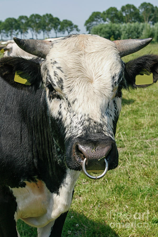 Animal Photograph - Bull with snout ring by Patricia Hofmeester