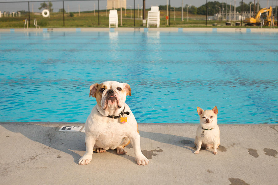 Animal Photograph - Bulldog And Chihuahua By The Pool by Gillham Studios