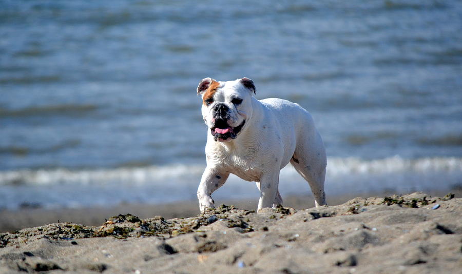 Dog Photograph - Bulldog Beach Blues by Fraida Gutovich