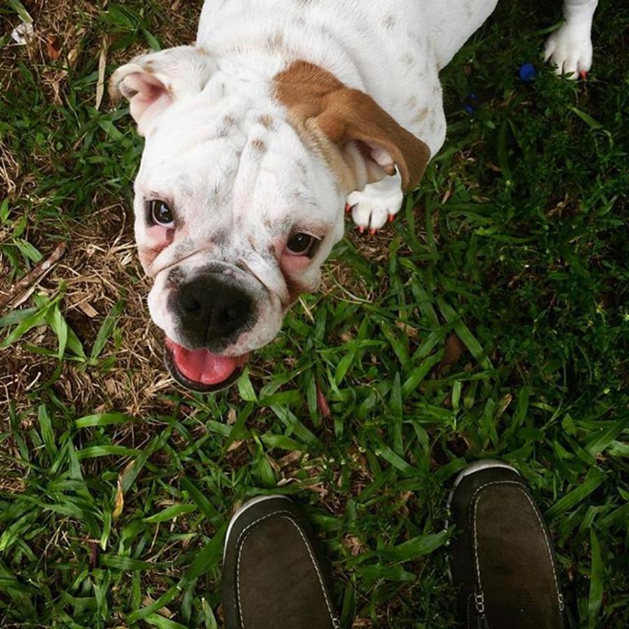 Miami Photograph - #bulldog #dog #pet #juansilvaphotos by Juan Silva