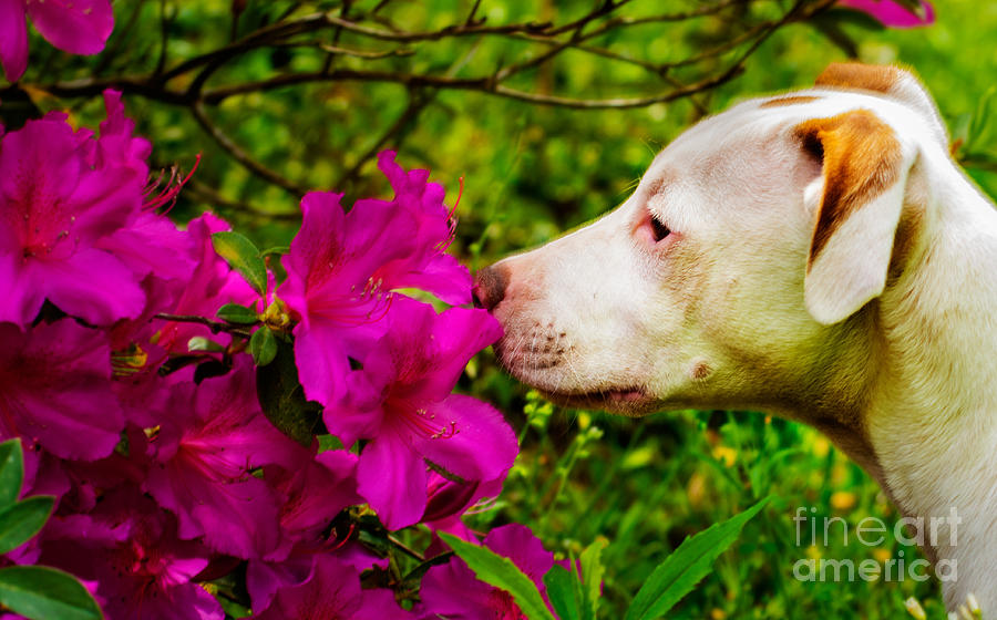 Bulldog Flowers Photograph by Metaphor Photo