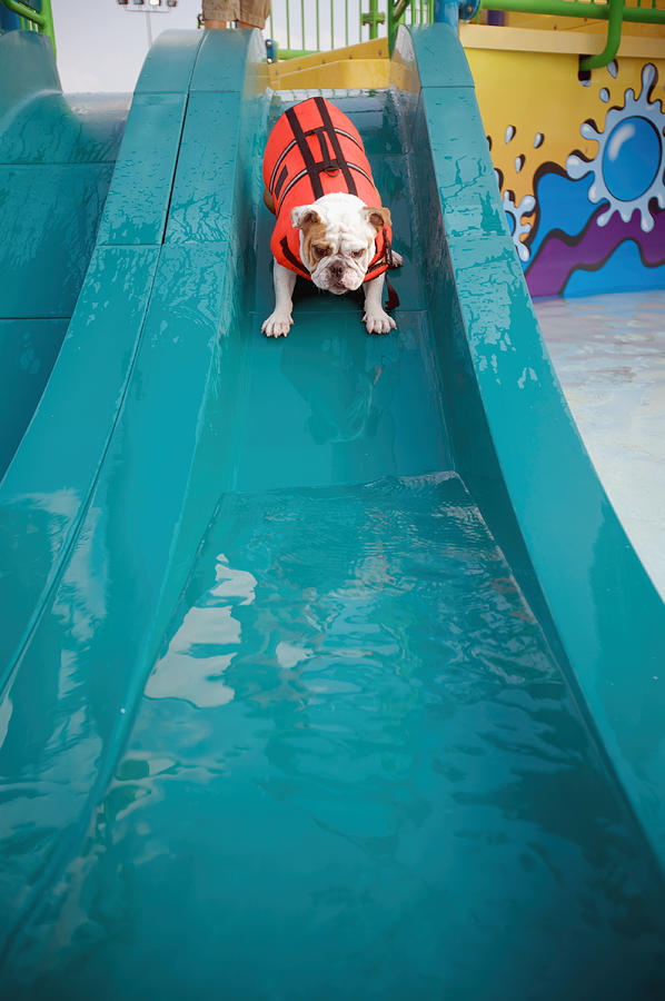 Animal Photograph - Bulldog Going Down Waterslide by Gillham Studios