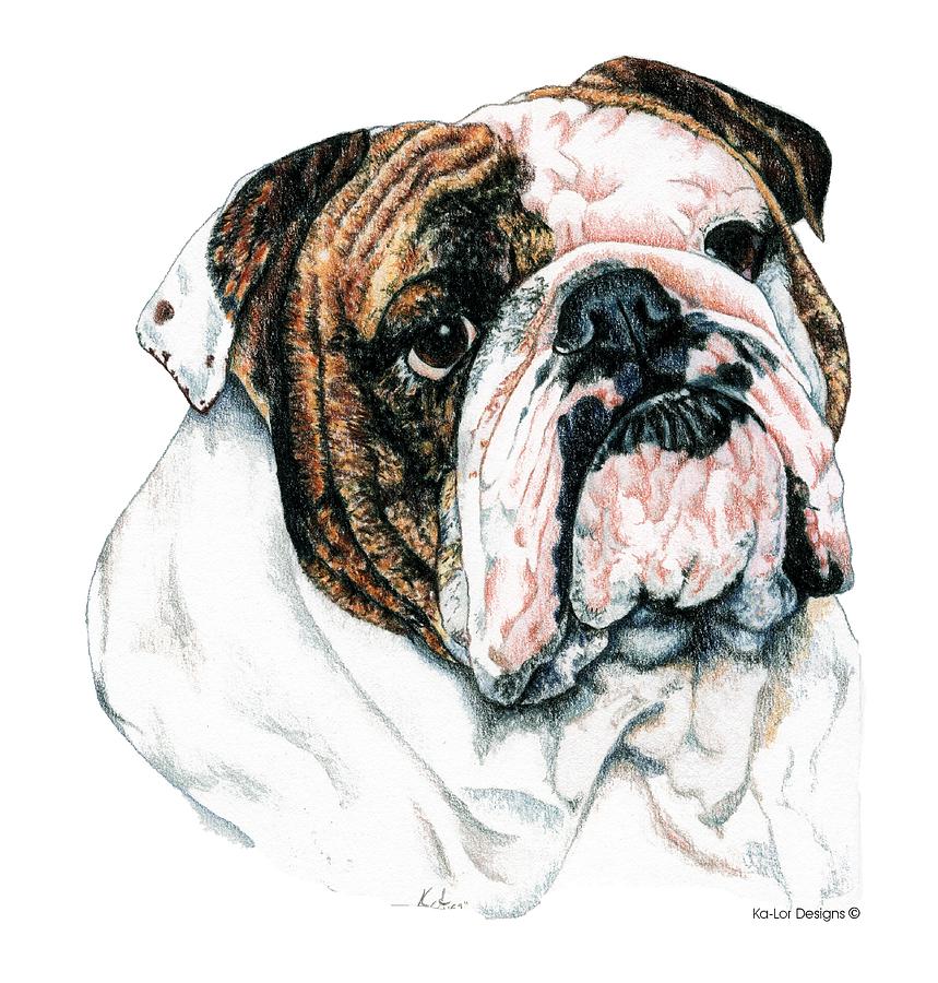 English Bulldog Drawing - Bulldog by Kathleen Sepulveda