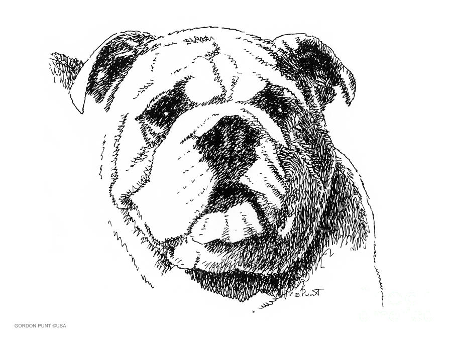 Dog Drawing - Bulldog-Portrait-Drawing by Gordon Punt