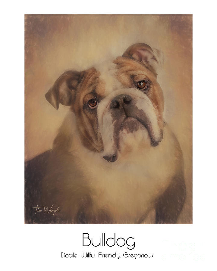 Bulldog Poster Digital Art by Tim Wemple