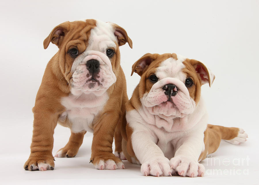 Bulldog Puppies Photograph by Mark Taylor