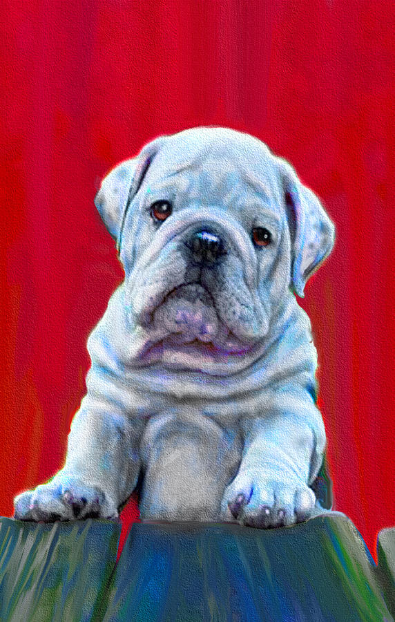 Bulldog Puppy On Red Digital Art by Jane Schnetlage