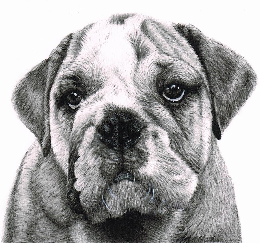 Bulldog Drawing by Rosie Baker Fine Art America