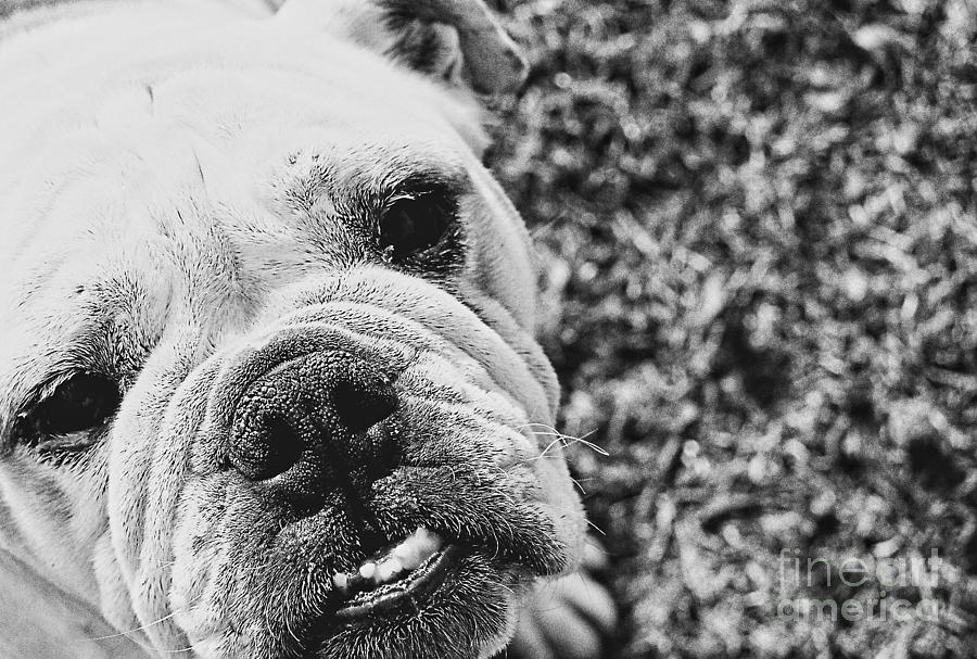 Bulldog Photograph by FineArtRoyal Joshua Mimbs