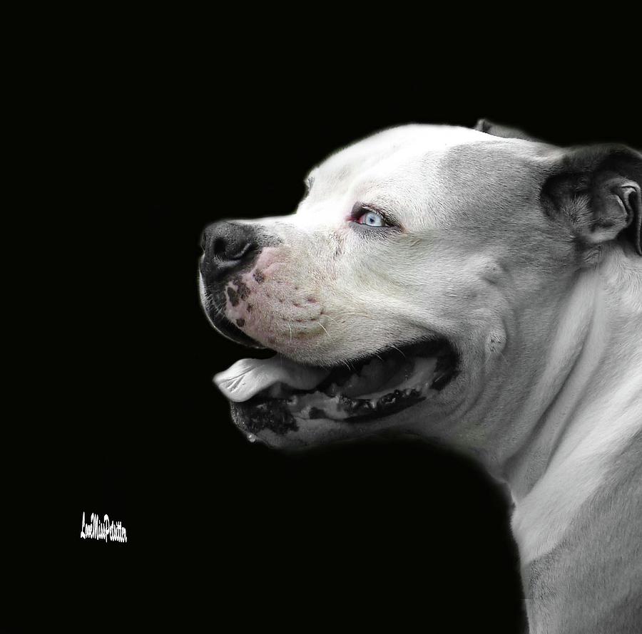 Bulldog Sando  Portrait  Digital Art by Miss Pet Sitter