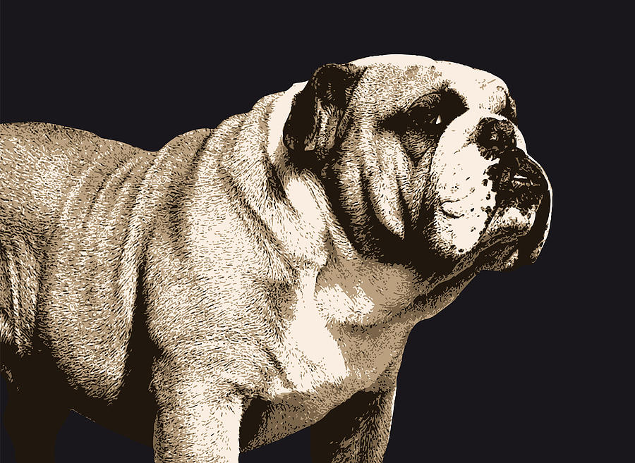 Bulldog Digital Art - Bulldog Spirit by Michael Tompsett