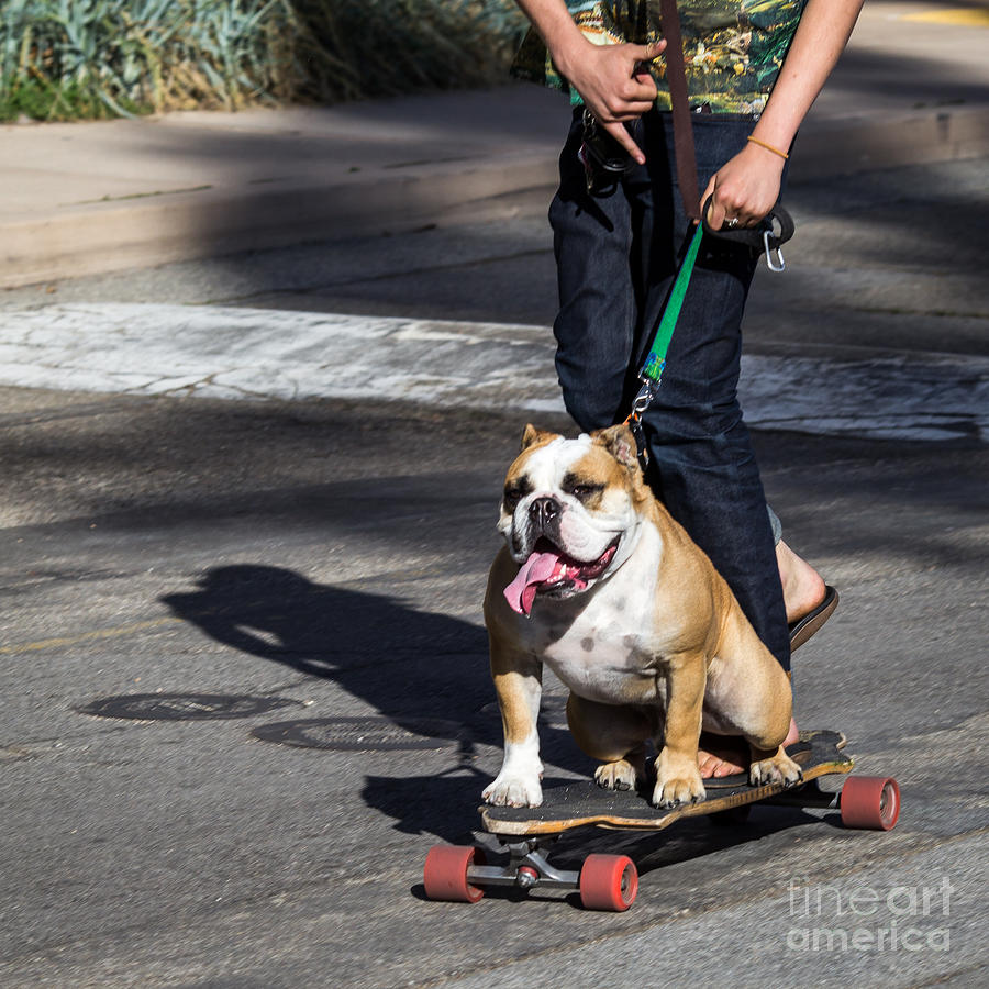 Bulldog Surfin Photograph by Shawn Jeffries
