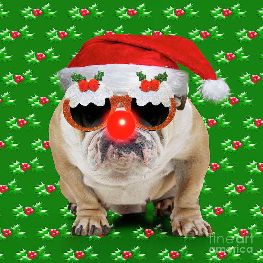 Bulldog wearing Christmas hat Photograph by Mary Evans Picture Library ...