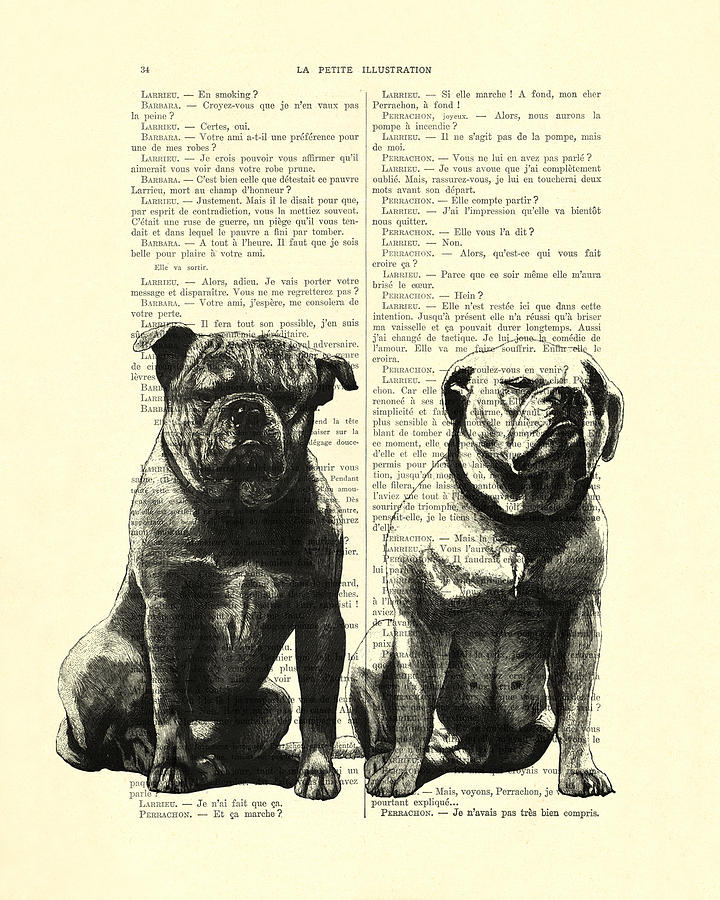 Dog Digital Art - Bulldogs, two dogs sitting black and white vintage illustration by Madame Memento