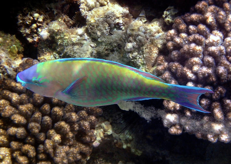 Bullethead Parrotfish Makadi Bay Photograph by Johanna Hurmerinta