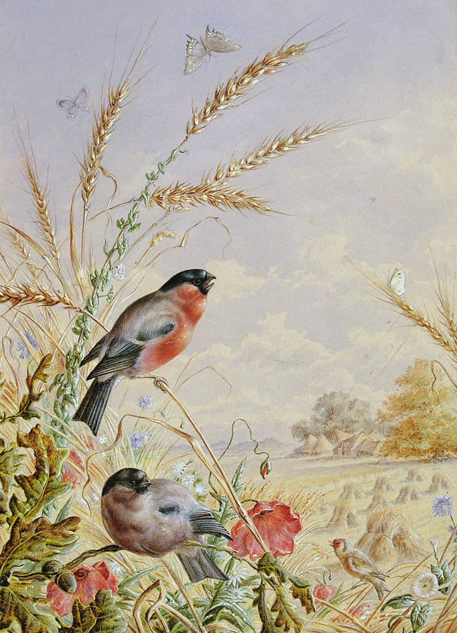 Bullfinch Painting - Bullfinches In A Harvest Field by Harry Bright Bullfinch Painting - Bullfinches In A Harvest Field by Harry Bright