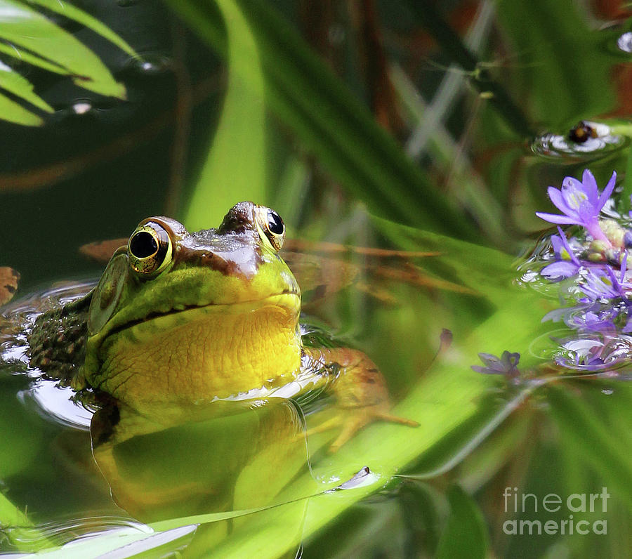 Bullfrog and the Pickeral Photograph by Jennifer Robin