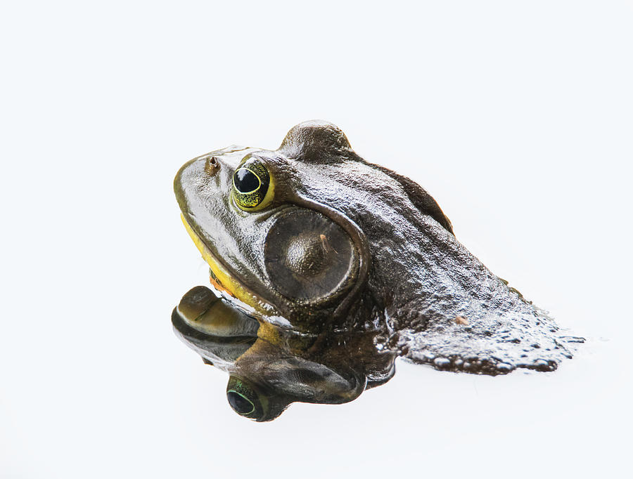 Bullfrog Photograph by Angie Vogel