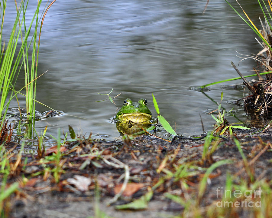 Bullfrog Blending Photograph