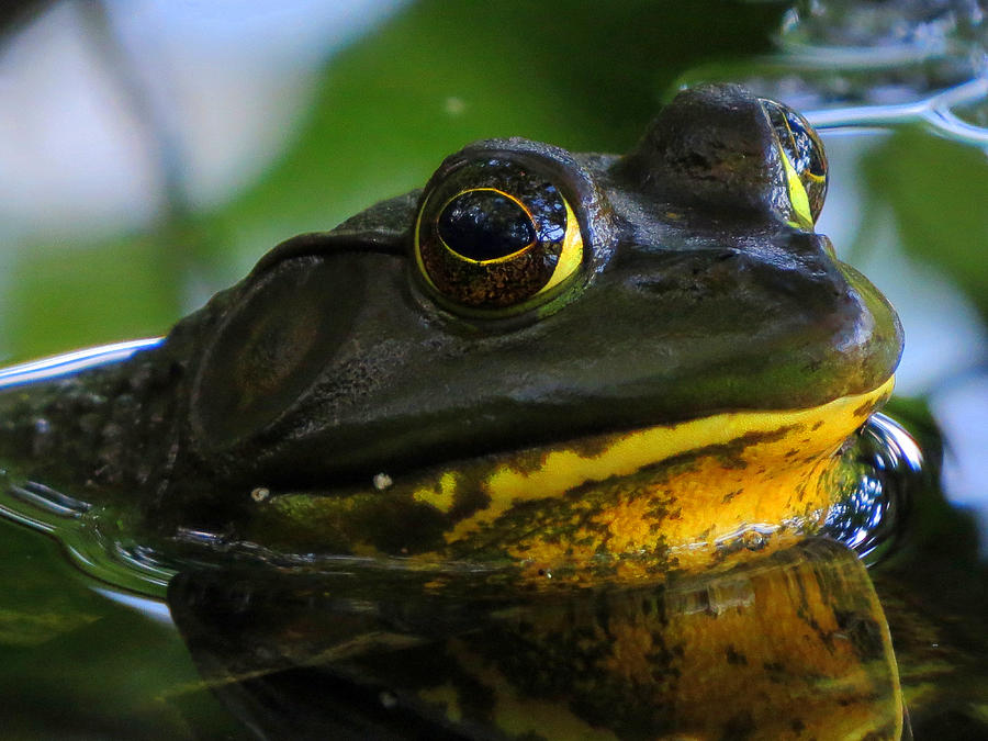Bullfrog Smiles Photograph by Dianne Cowen Cape Cod Photography