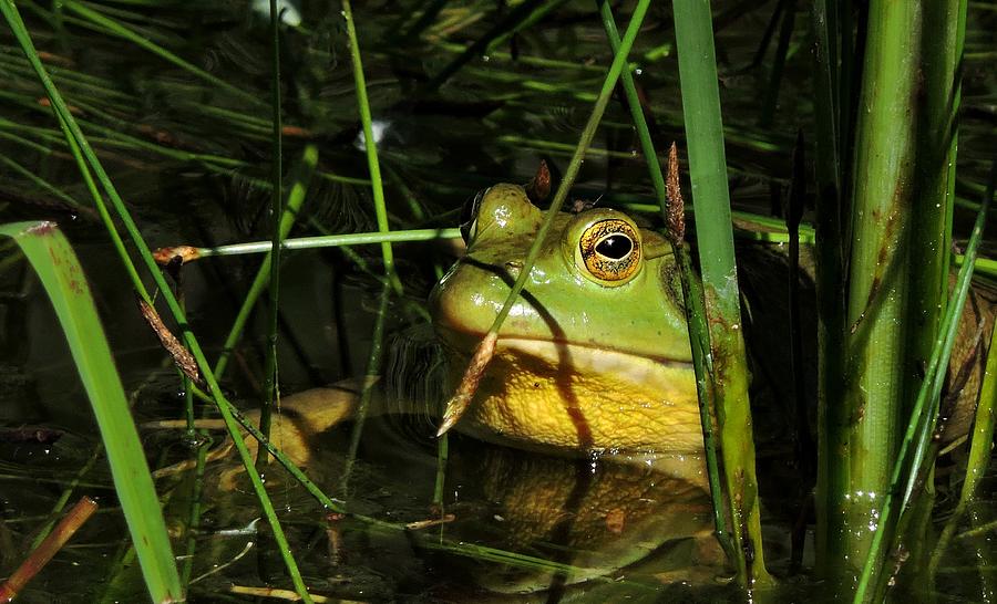 Bullfrog Photograph by Connor Beekman