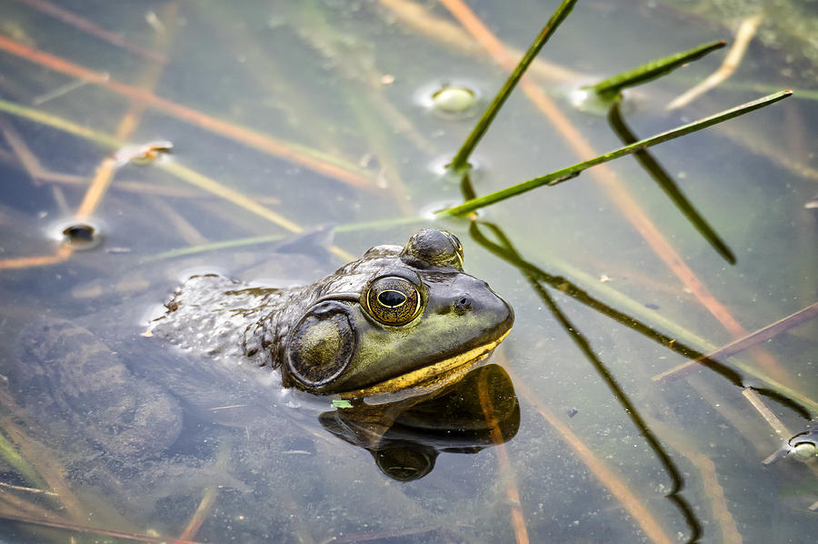Bullfrog Photograph by David Kay