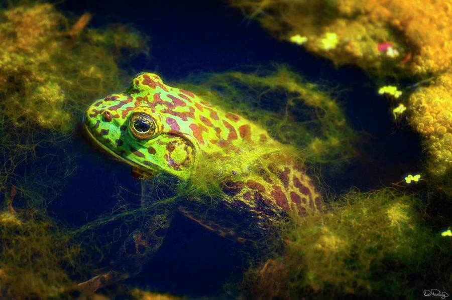 Bullfrog  Photograph by Dee Browning