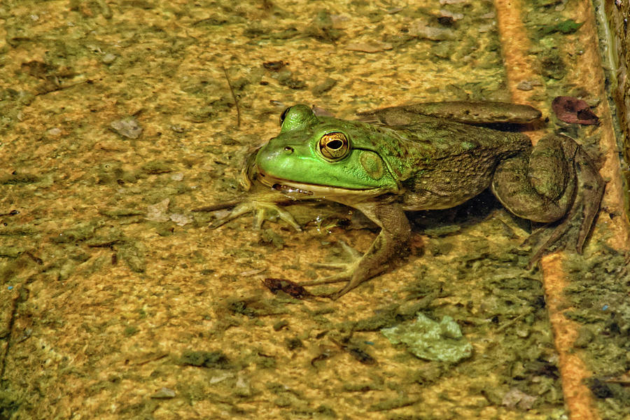 Bullfrog Photograph - Bullfrog by Gaby Swanson Bullfrog Photograph - Bullfrog by Gaby Swanson