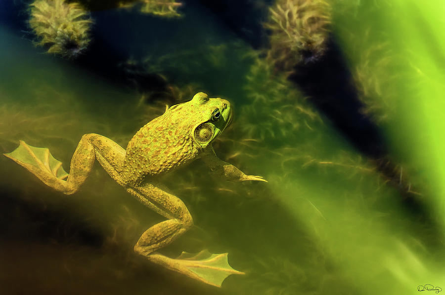 Bullfrog in a pond Photograph by Dee Browning