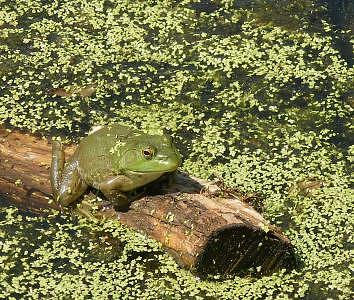 Spring Photograph - Bullfrog In Green Is A King by Bryce Meyer