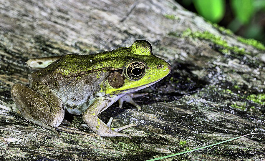 Bullfrog Photograph by JC Findley