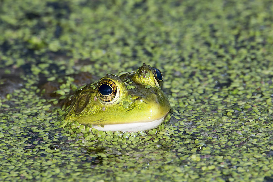Bullfrog Photograph by Jim Miller
