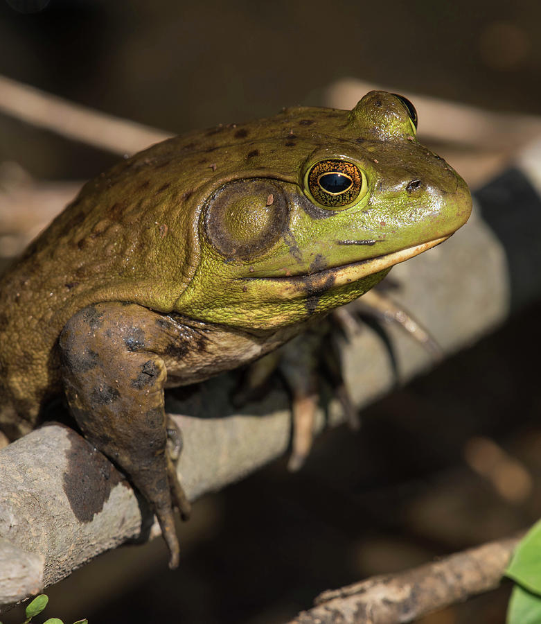 Bullfrog Photograph by Jody Partin