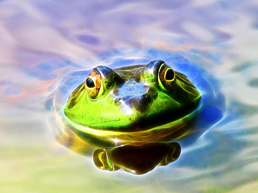Bullfrog Photograph by Natalie Rotman Cote
