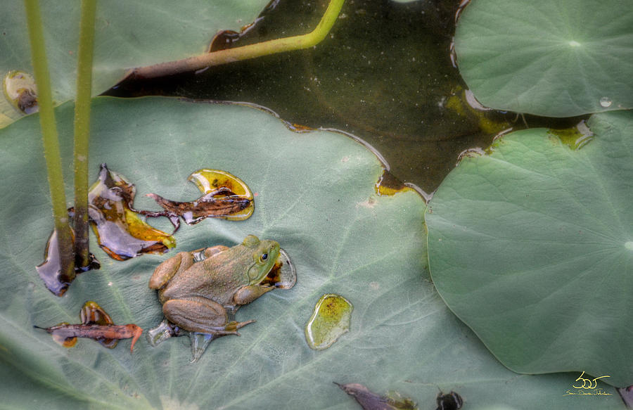Bullfrog on Lily Pad Photograph by Sam Davis Johnson