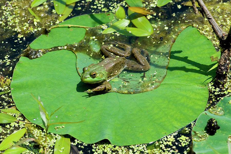 aqua lily pad bullfrog