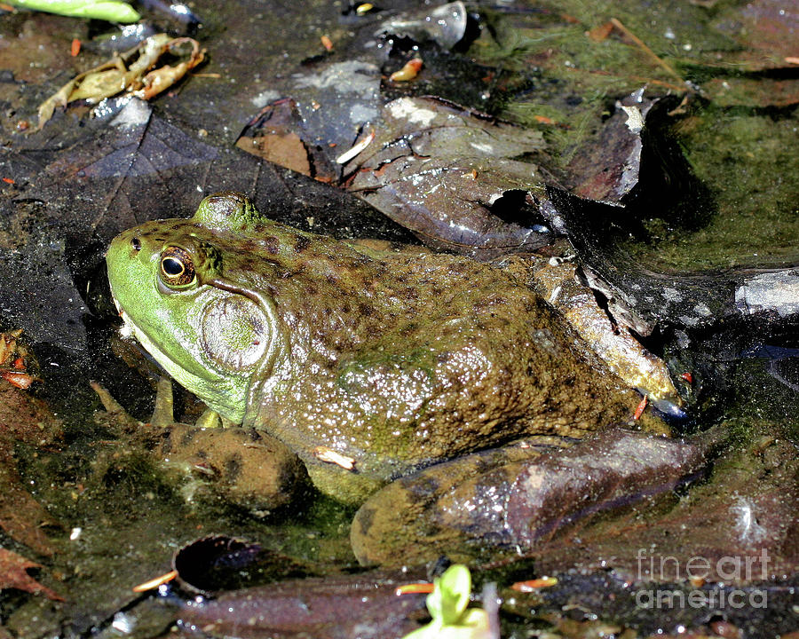 Bullfrog Photograph by Smilin Eyes Treasures